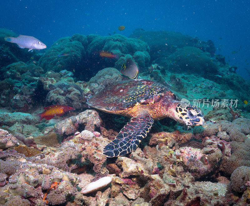 动物行为:极度濒危物种玳瑁海龟(Eretmochelys imbricata)